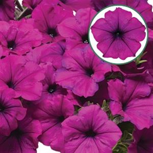Bild von Petunia P12 Violet